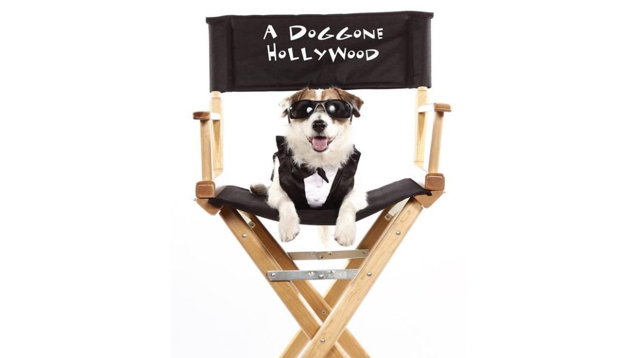 A Doggone Hollywood รีวิวหนัง